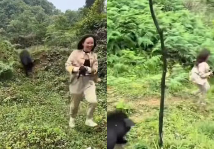 Viral Wanita Bawa Kabur Anak Babi Hutan, Berujung Main Kejar-kejaran Sama Induknya