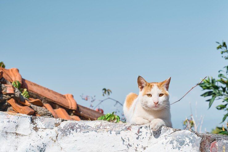 30 Caption tentang Kucing yang Lucu dan Menggemaskan