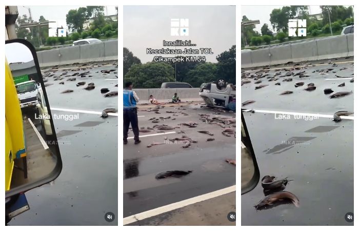 Viral Kecelakaan di Tol Cikampek Buat Jalanan Dipenuhi Ikan Lele, Begini Kronologinya