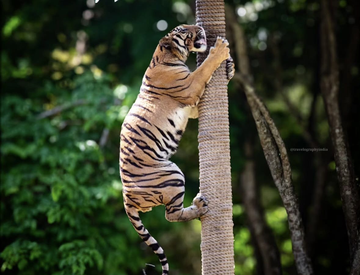 Wisata Ramah Anak Bali Safari & Marine Park Seru Banget Buat Liburan Sekolah