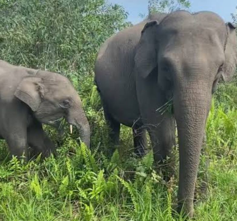 Selamatkan Hutan Tesso Nilo, Danrem 031 WB Brigjen Sugiyono Pimpin Pemulihan Kawasan Konservasi