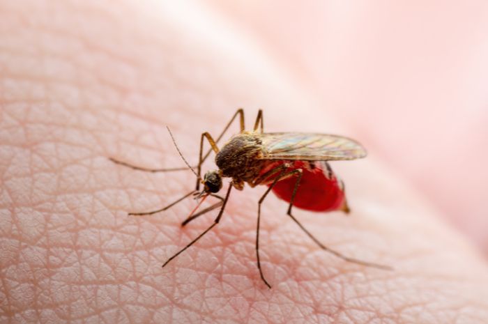 Dua Daerah di Gorontalo Berstatus Tanggap Darurat KLB Malaria, Aktivitas Tambang Ilegal Disorot