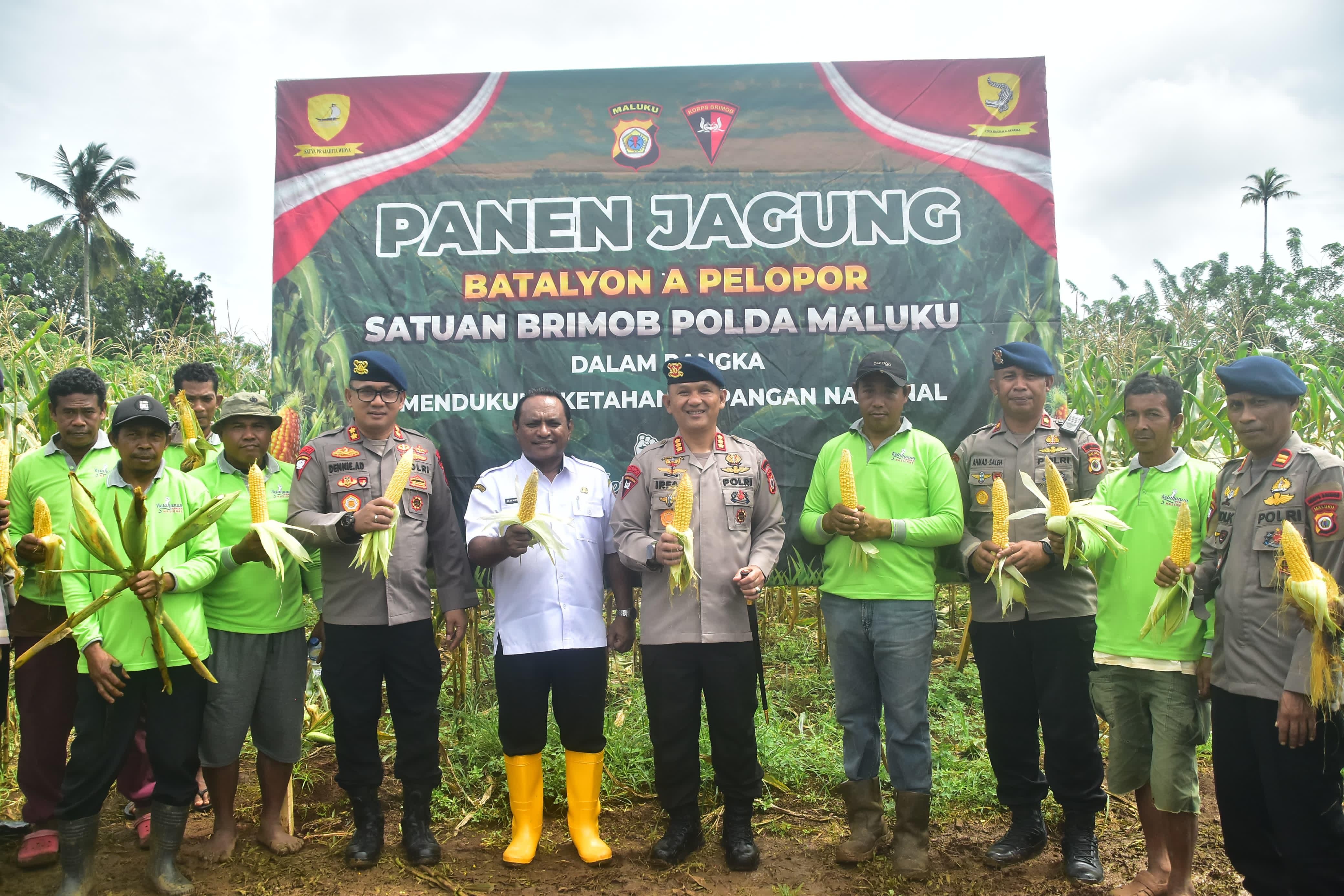 Satbrimob Maluku Panen 2 Ton Jagung di Lahan Seluas 1,5 Hektar, Dukung Ketahanan Panga