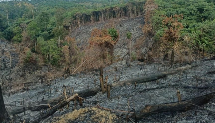 Cegah Asap Riau, Polisi Tangkap Pembakaran Lahan di Inhu