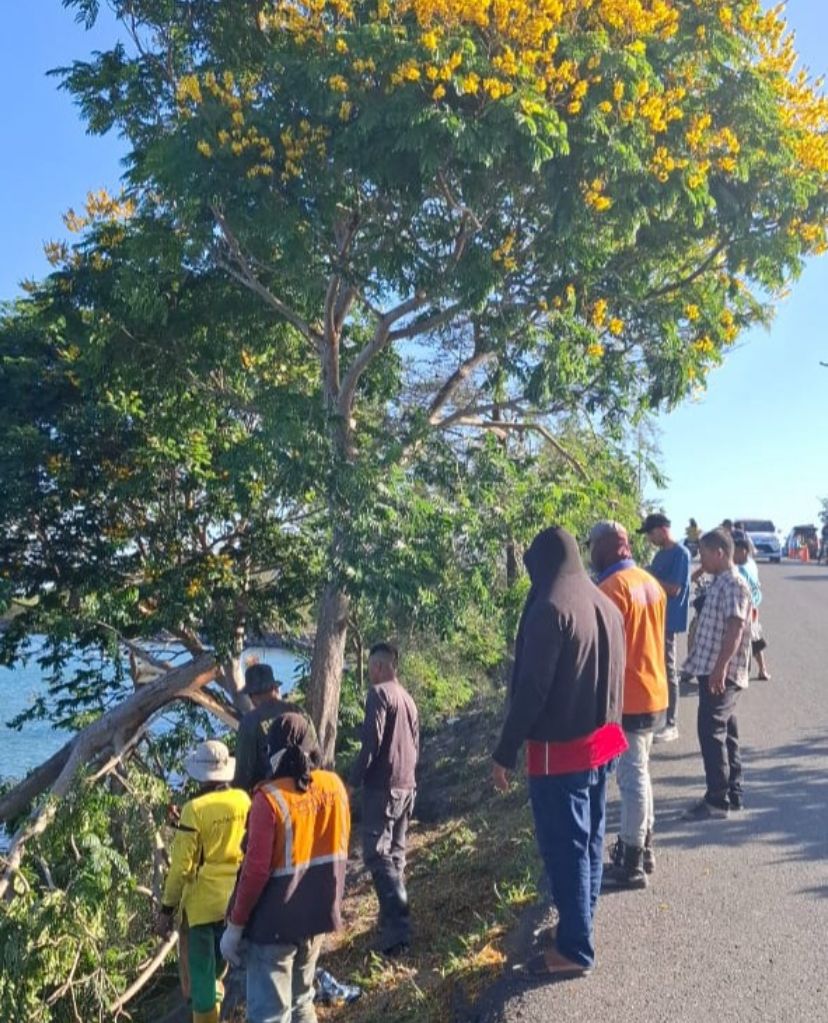 Warga Banda Aceh Kecewa: Pohon yang Viral sebagai Jejunya Aceh Ditebang Secara Ilegal