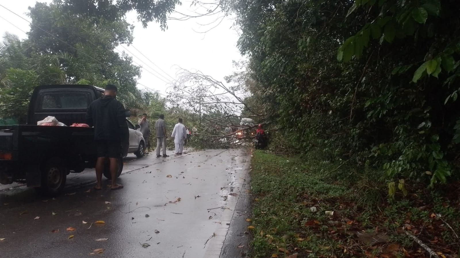 Bangka Belitung Dilanda Hujan Deras dan Angin Kencang, Jalanan Licin, Waspada Pohon Tumbang
