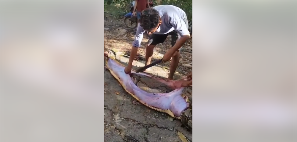 Tragis! Petani Lansia Ditelan Ular Piton Raksasa di Buton Selatan