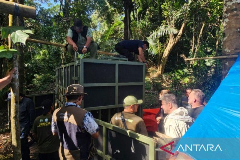 Badak Jawa Gak Boleh Punah, Taman Safari Ikut Pindahin Kandang ke Ujung Kulon