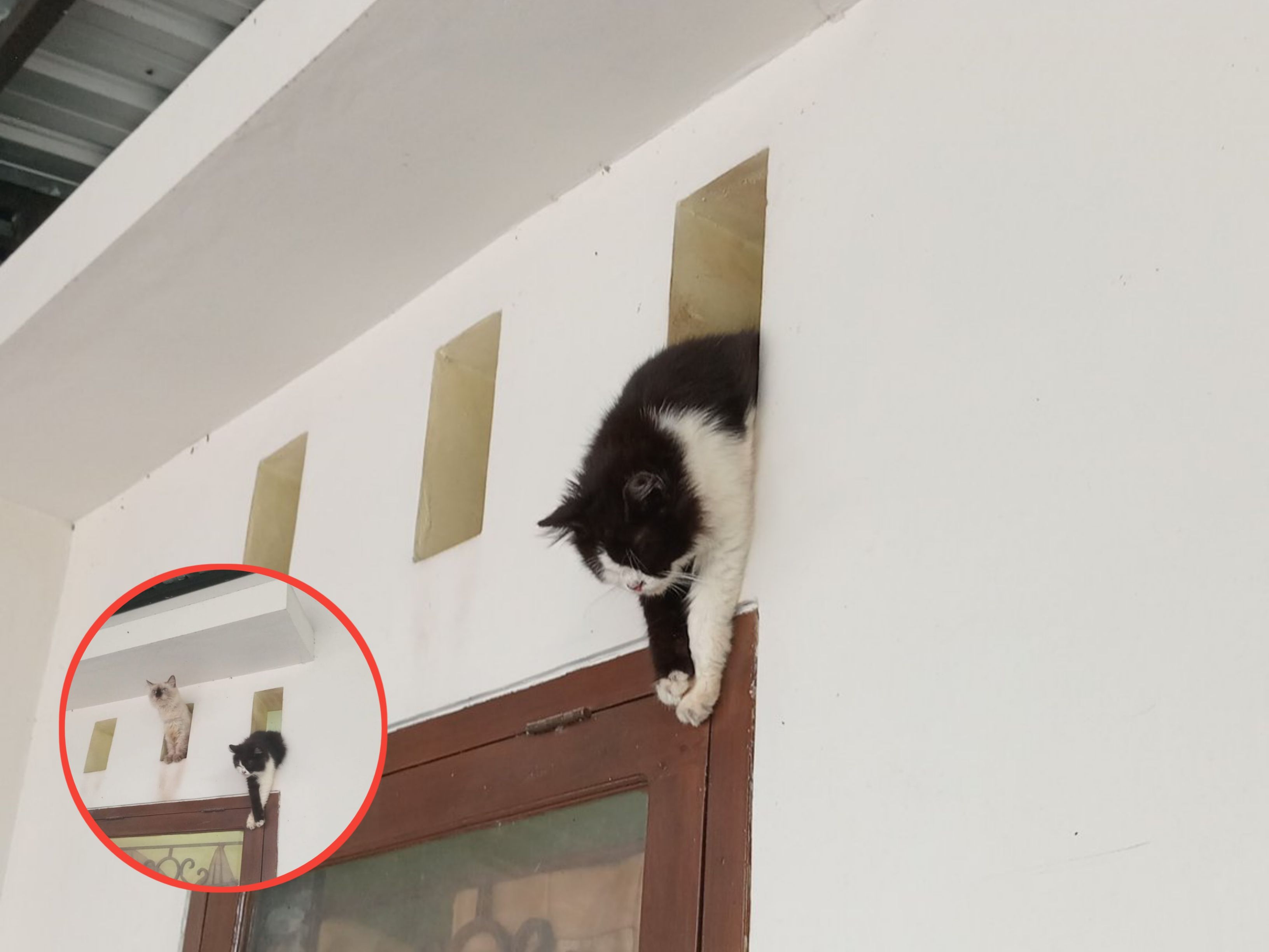 Viral Video Kucing Dikira Nyangkut, Ternyata Lagi Tidur Nyaman di Spot Favoritnya