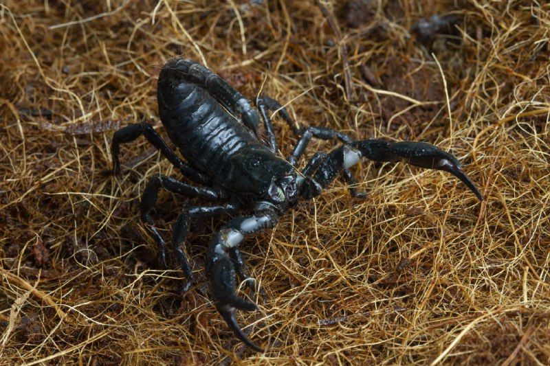 Kalajengking Masuk Rumah Pertanda Apa? Ini Mitos dan Fakta Sebenarnya