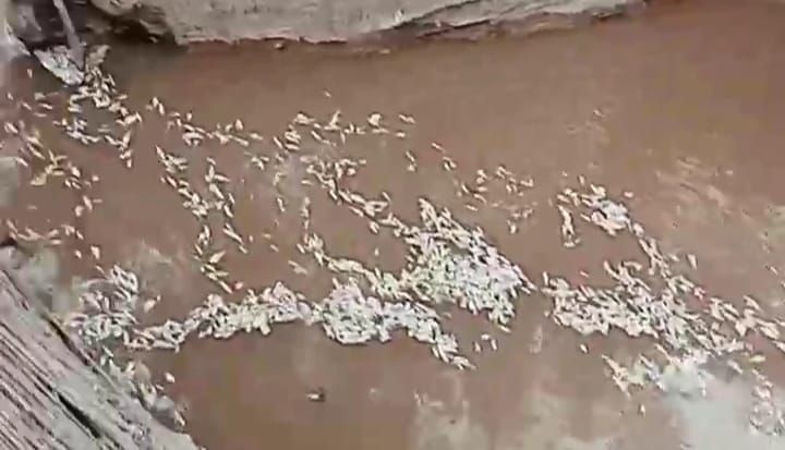 Warga Bajubang Laut Keluhkan Air Sungai Tercemar Limbah PT AMS, Ikan Banyak yang Mati