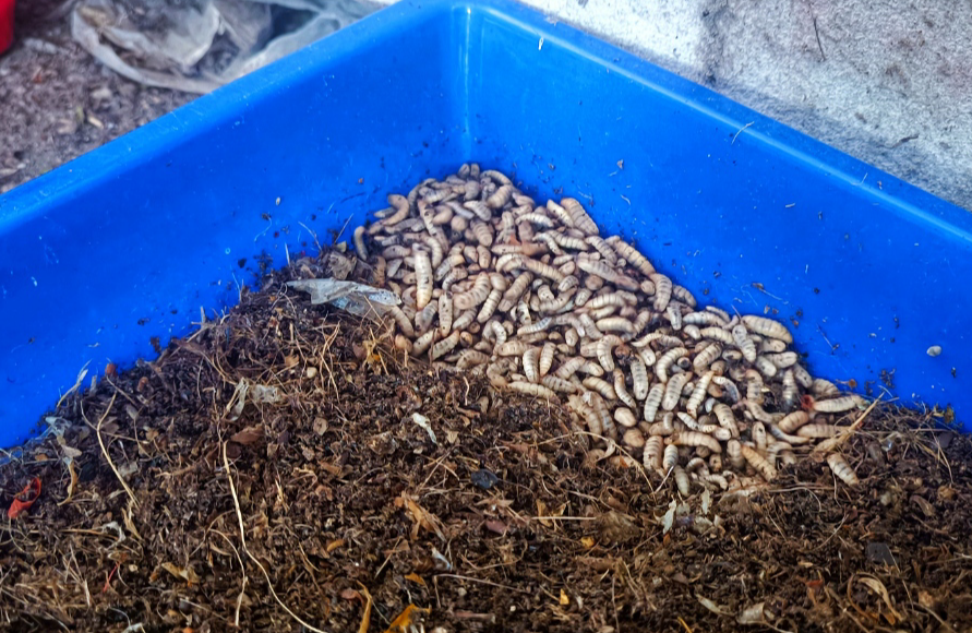 Budidaya Maggot: Solusi Ekonomi dan Lingkungan dari Limbah Organik