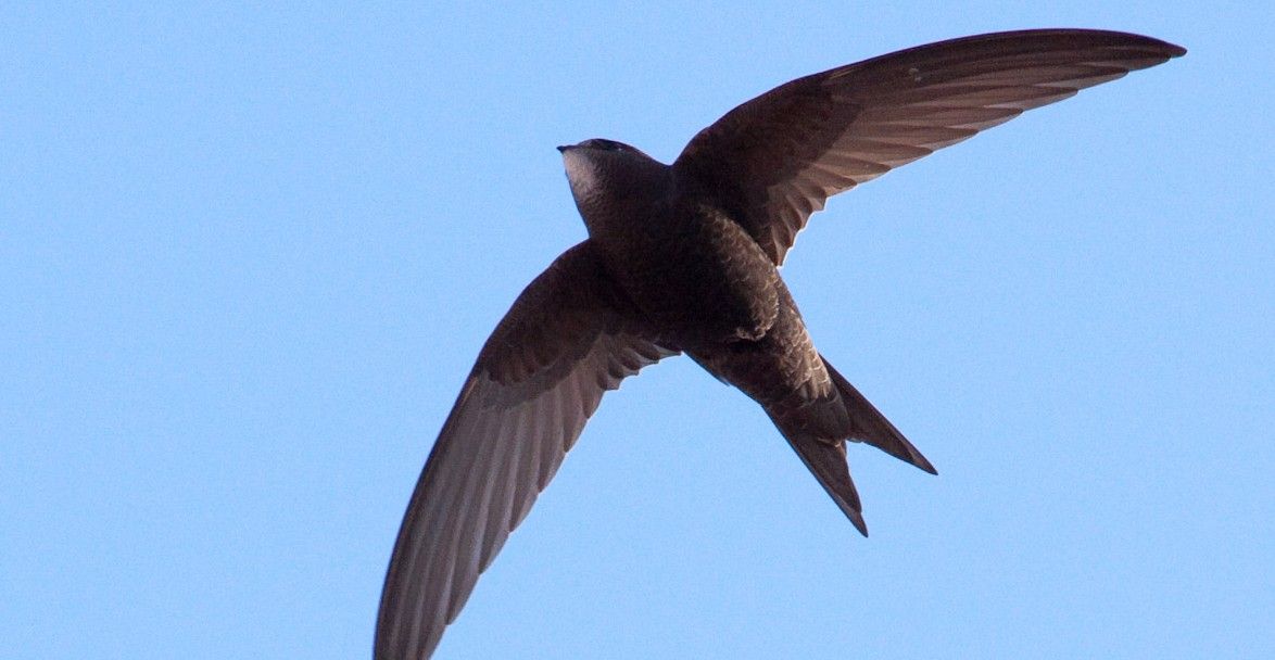 Kisah Kiai Surti di Balik Tradisi Sakral Panen Sarang Burung Walet Kebumen