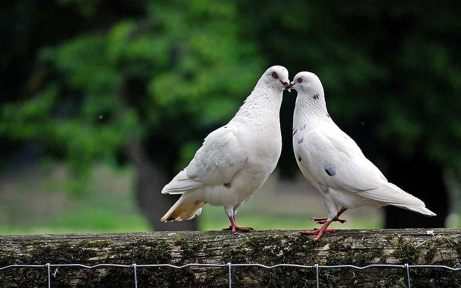 5 Arti Mimpi Burung Masuk Rumah Menurut Primbon Jawa, Tanda Apa?