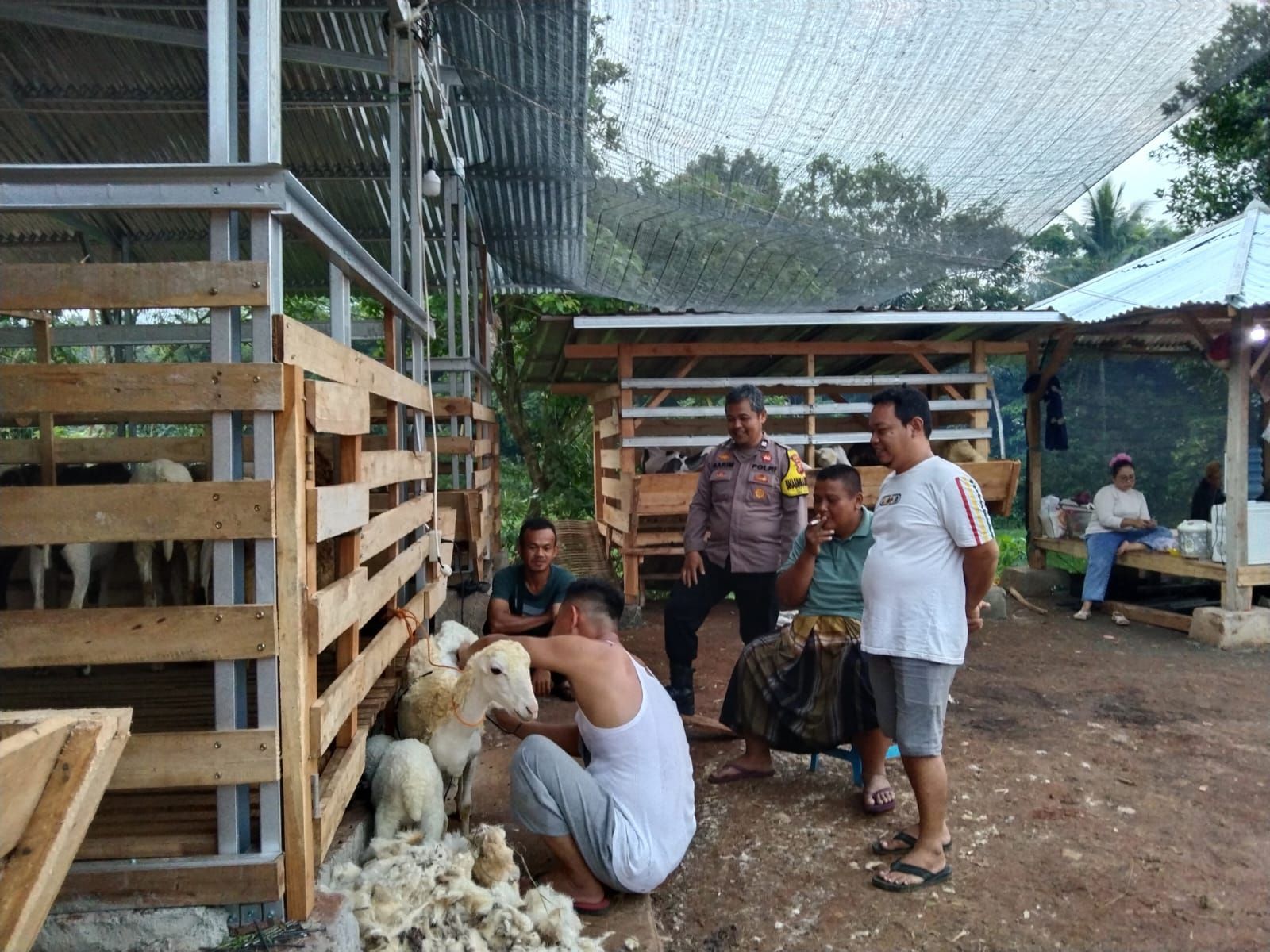 Dukung Progam Ketahanan Pangan, Polsek Plered Sambangi Peternak Domba