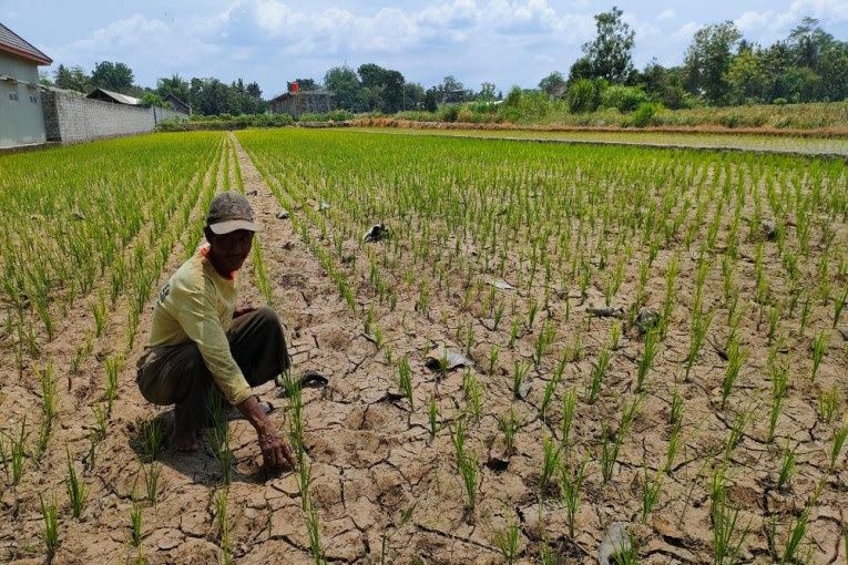 Kemarau Basah Melanda RI Hingga Kini, Pakar UGM Sebut Ancam Sektor Pertanian, Begini Solusinya Kepada Pemerintah