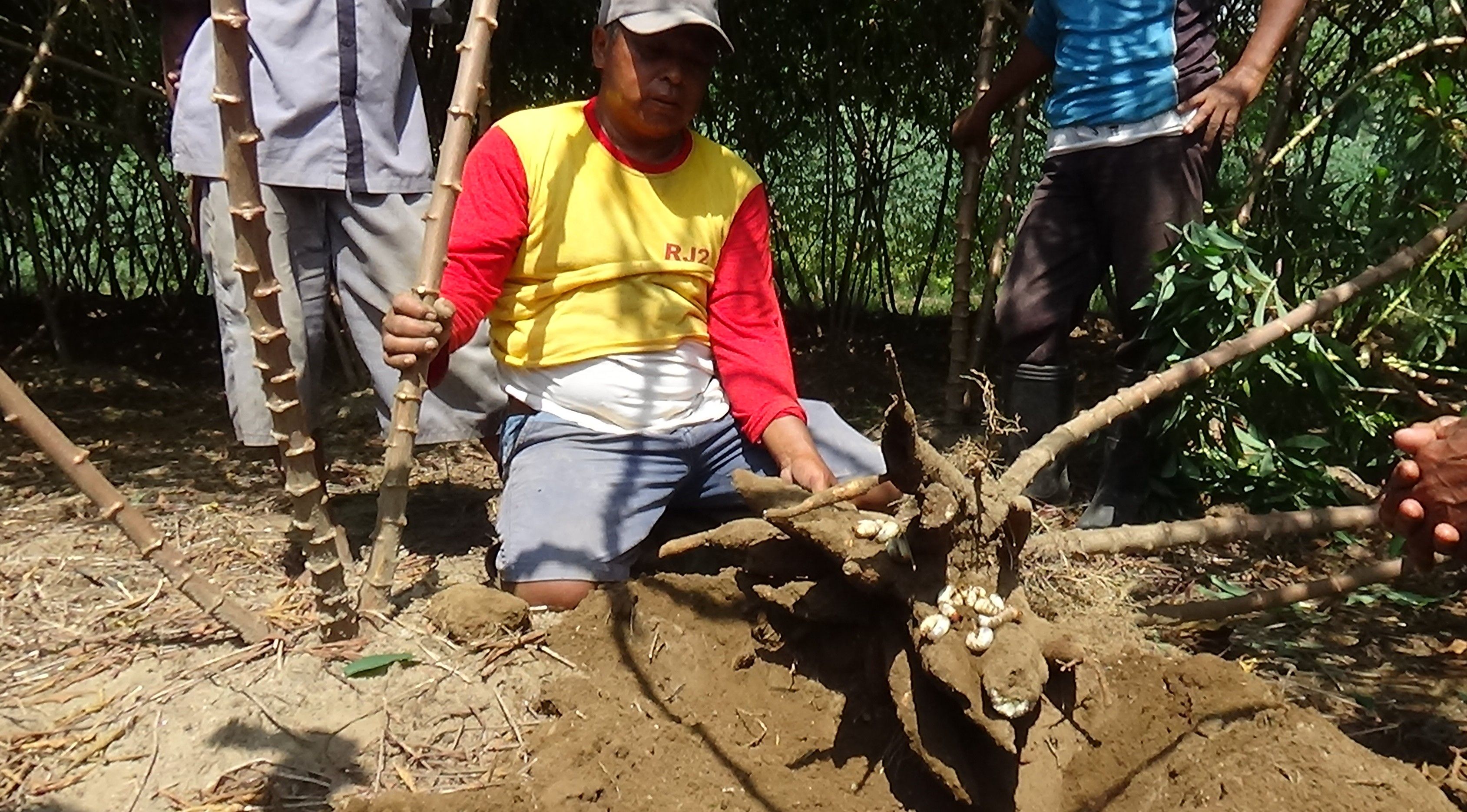 Petani Singkong Desa Mundu Geregetan, Lahannya Diserang Ribuan Uret hingga Gagal Panen