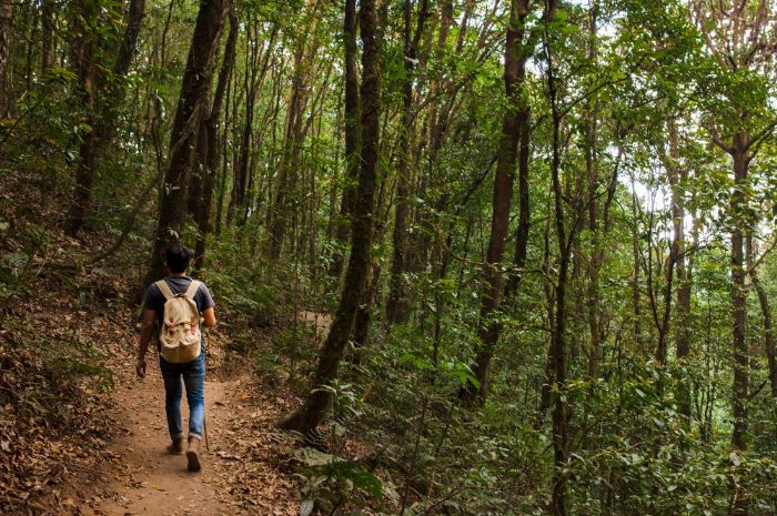 111 Caption Bahasa Inggris tentang Hutan, Singkat Aesthetic!