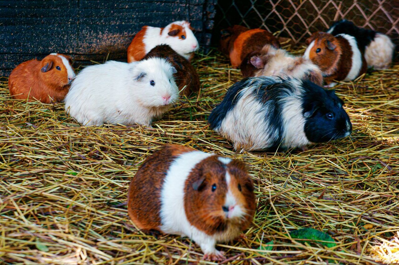 40 Ide Nama Hamster yang Lucu, Imut dan Menggemaskan