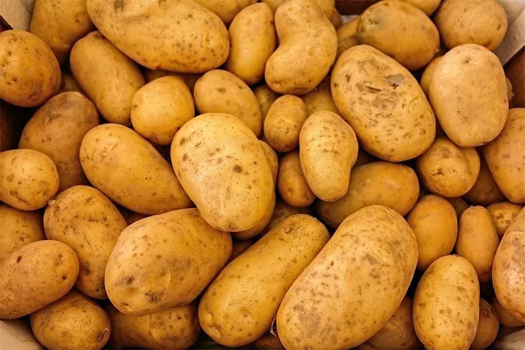 Kentang, Sumber Karbohidrat Sehat yang Kaya Nutrisi