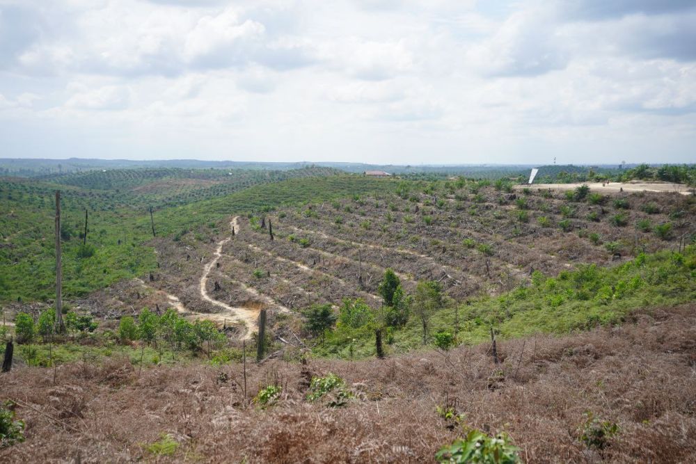 Kades di Riau Jadi Tersangka, Polisi Ungkap Peran Dalam Skandal Pembakaran Hutan