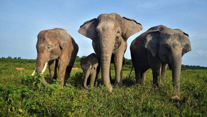 Prabowo Tawarkan Lahan Konservasi Gajah, Pakar UGM Soroti Hal Ini