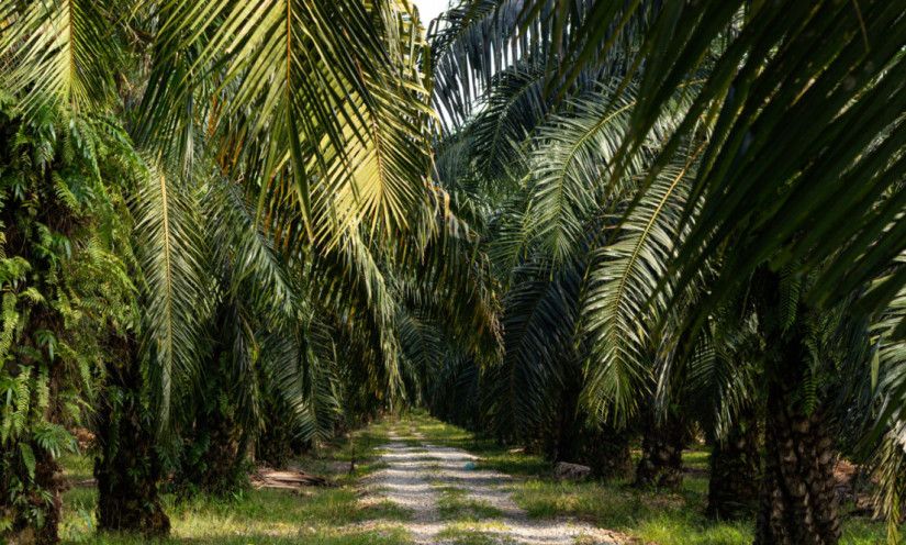 Pakar UGM Sampaikan Kritik dan Solusi Rencana Konversi Lahan Karet Jadi Sawit : “Kebijakan Sesaat, Berisiko Tinggi”