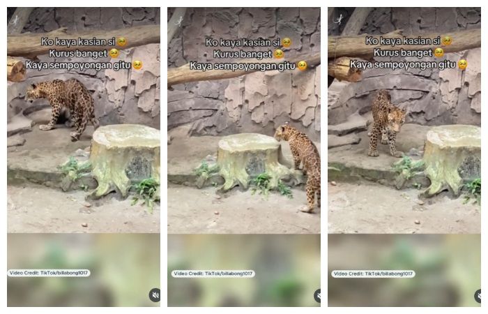 Viral! Seekor Jaguar di Kebon Binatang Ragunan Terlihat Kurus dan Lemas, Netizen: Kasihan Jalannya Sampe Sempoyongan!