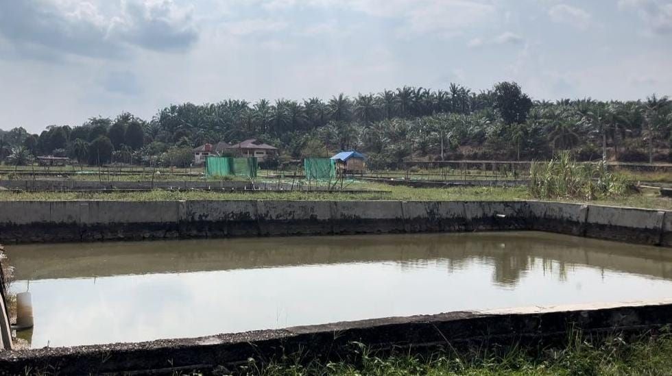 Musim Kemarau, Puluhan Indukan Ikan Nila Mati di Balai Benih Sungai Alai Tebo