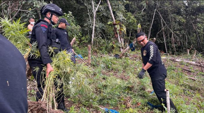 Dua Hektare Ladang Ganja di Hutan Madina Dimusnahkan BNNP Sumut dan Brimob