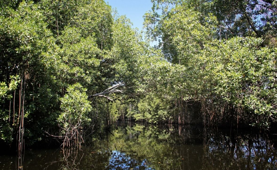Sadar Gak? Menanam Mangrove Bantu Selamatin Jakarta dari Banjir Pesisir Loh