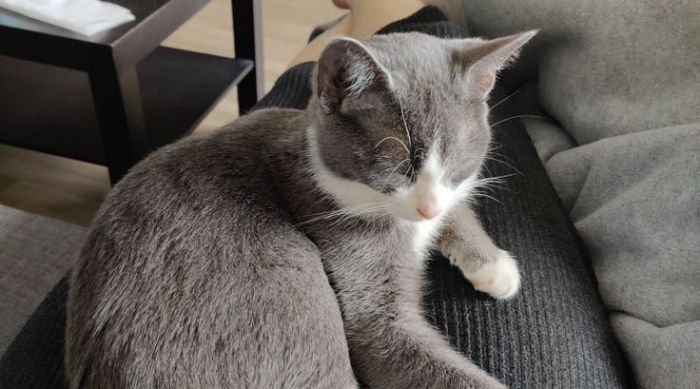 12 Nama Kucing Unik Terinspirasi Kuliner Khas Kalimantan Selatan, Mana Favoritmu?