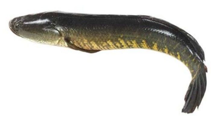 Kenapa Ikan Haruan Selalu Jadi Primadona?