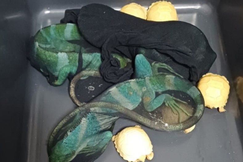 Selundupkan Iguana dan Kura-Kura dalam Stocking, WN Thailand Diciduk di Soekarno-Hatta