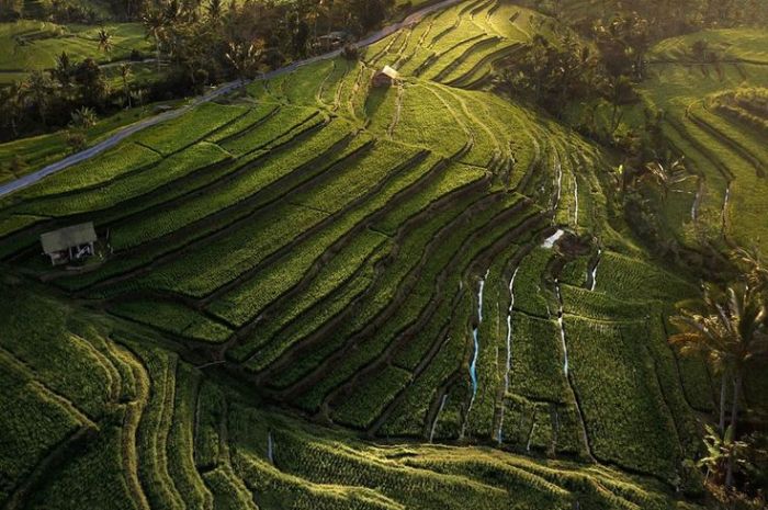 Jatiluwih: Surga Sawah Terasering Bali yang Diakui Dunia dan Wajib Masuk Bucket List!