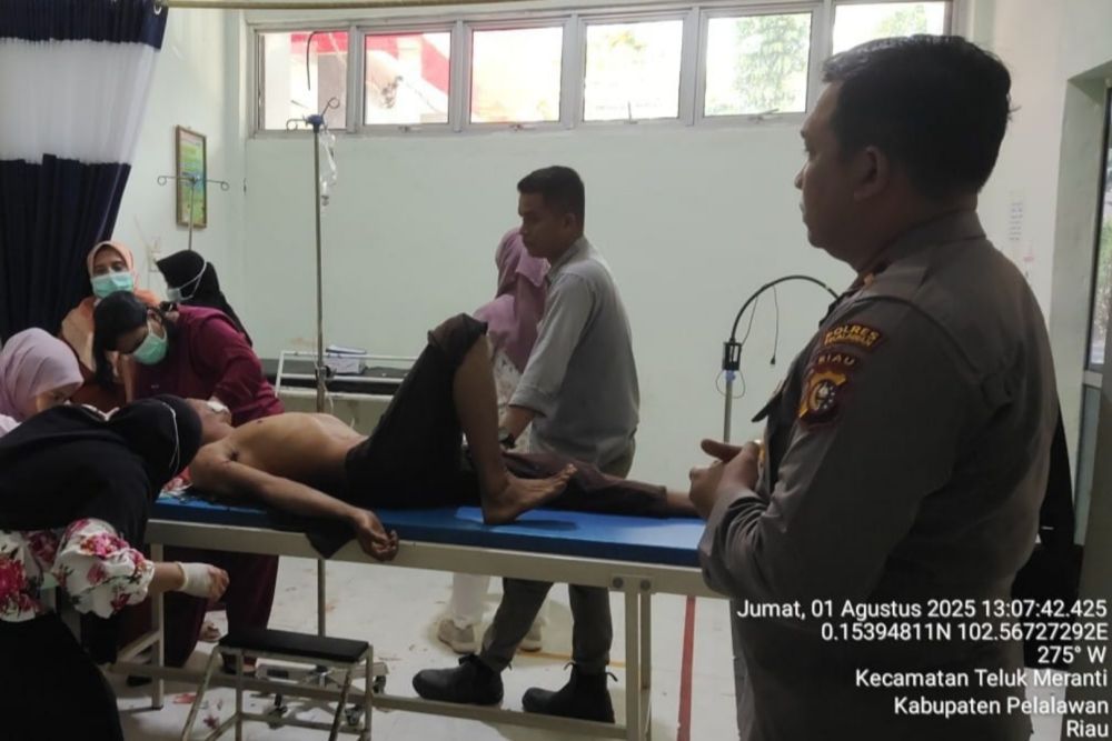 Konflik Satwa di Riau: Pekerja Luka Parah Diserang Harimau Sumatera
