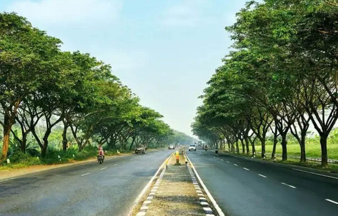 Puluhan Ribu Pohon Trembesi Akan Hijaukan Sepanjang Ruas Jalan Tol Lampung