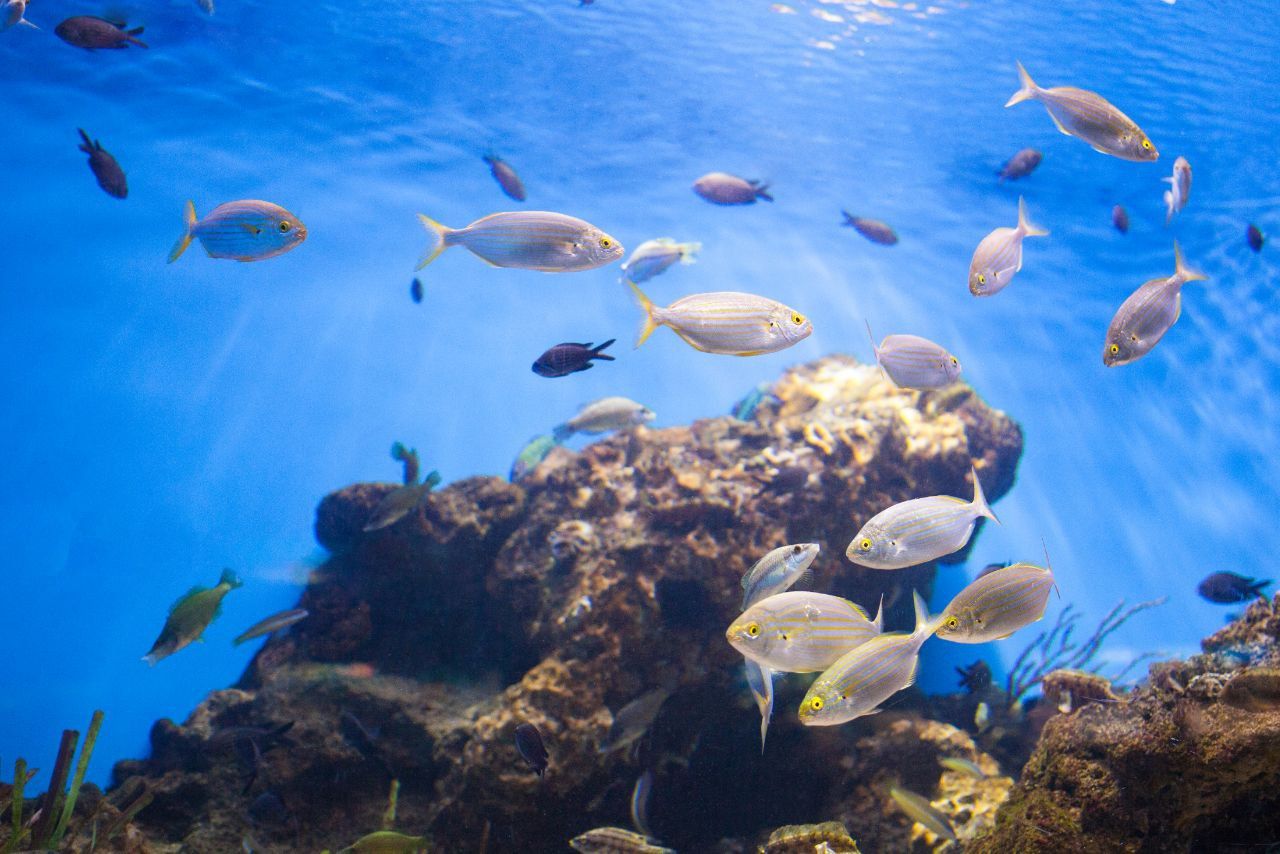 5 Arti Mimpi Melihat Ikan Banyak, Pertanda Keberuntungan?