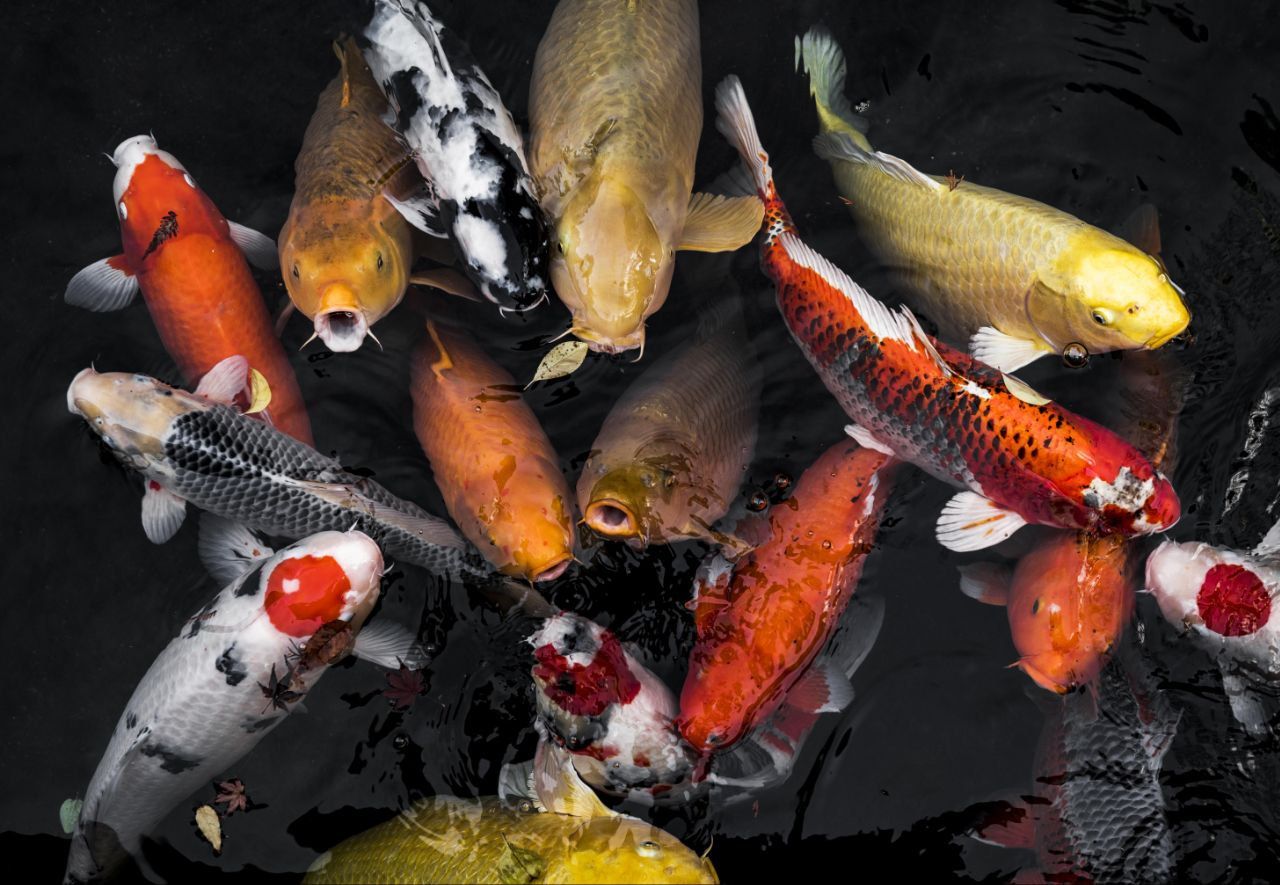 5 Arti Mimpi Melihat Ikan Banyak, Pertanda Keberuntungan?