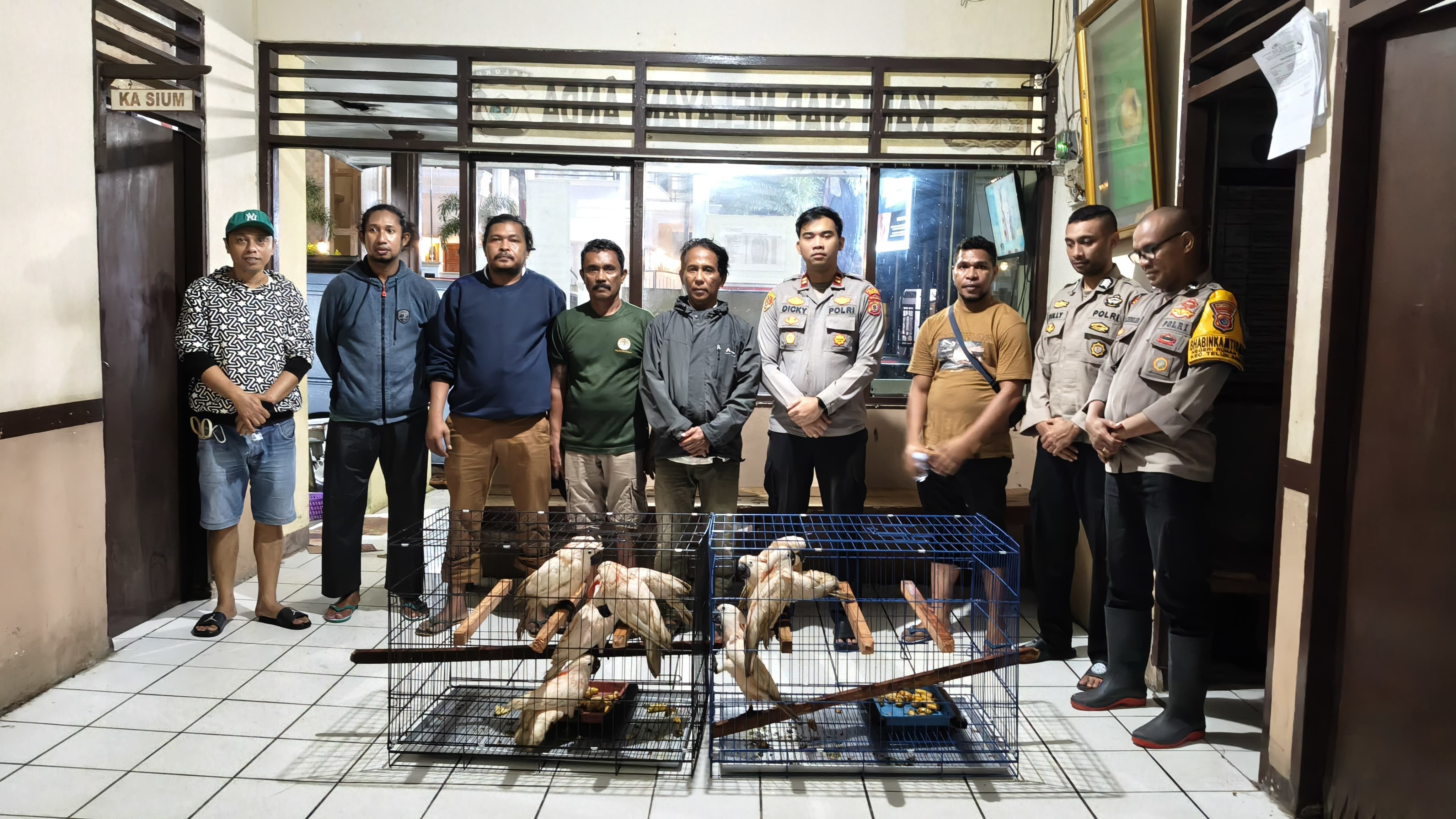 Polsek Teluk Ambon-BKSDA Geledah Rumah Warga di Kamiri, Sita 9 Burung Kakatua Maluku Termasuk 10 Kandang