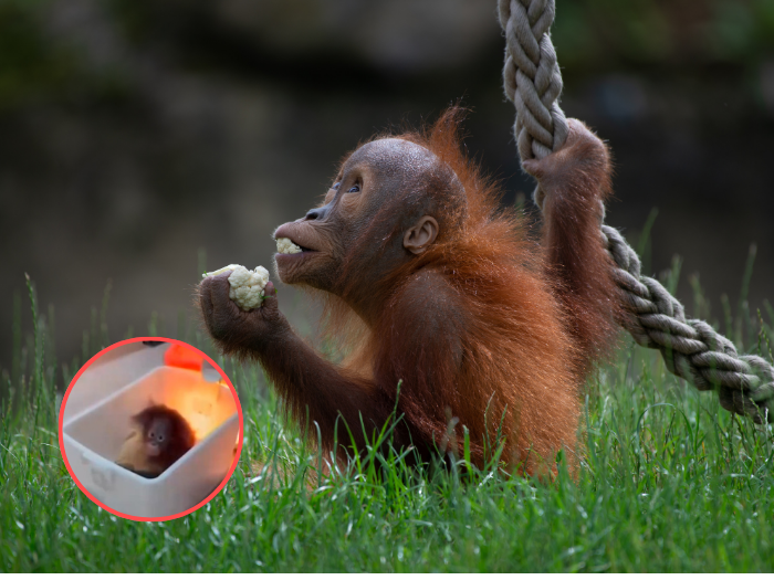 Ricuh Bandung Zoo, Bayi Orangutan Terjebak di Ruang Isolasi