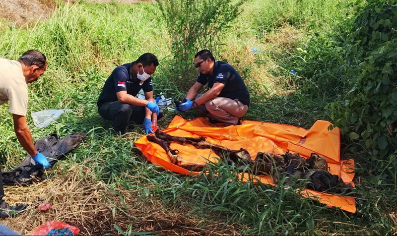 Penemuan Misterius Tengkorak Manusia Gegerkan Warga Pantai Labu, Lokasinya Tak Disangka