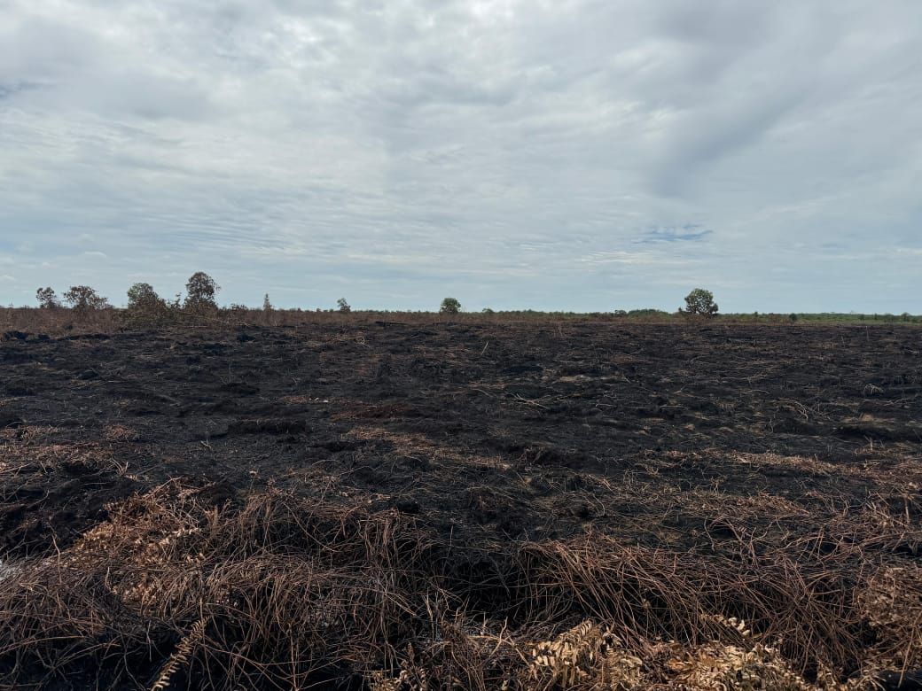 Bakar kawasan Hutan Dua Orang di Bengkalis jadi Tersangka