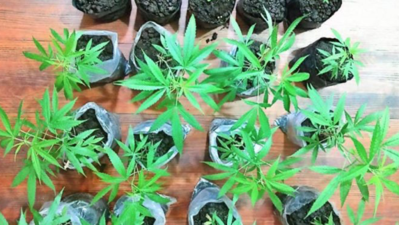 Polres Malang Bongkar Jaringan Narkoba dan Kebun Ganja di Tumpang