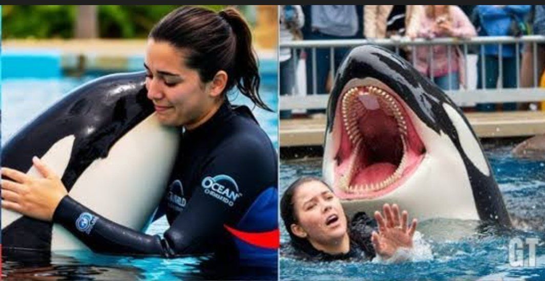 Viral Video Pelatih Jessica Radcliffe Tewas Diserang Paus Orca, Ini Faktanya!