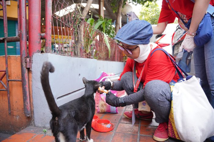 Rayakan Hari Kucing Sedunia, Kucingku Ajak Karyawan dan Komunitas Peduli Kucing Jalanan