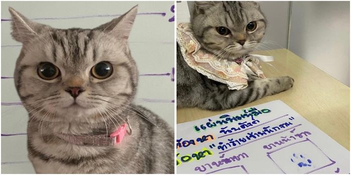 Nub Tang si Kucing Nakal: Dari Tahanan Polisi Hingga Viral di Media Sosial