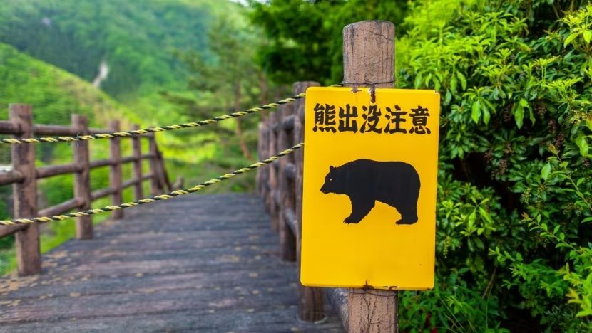Pendaki Tewas Diserang Beruang di Hutan Hokkaido, Jepang