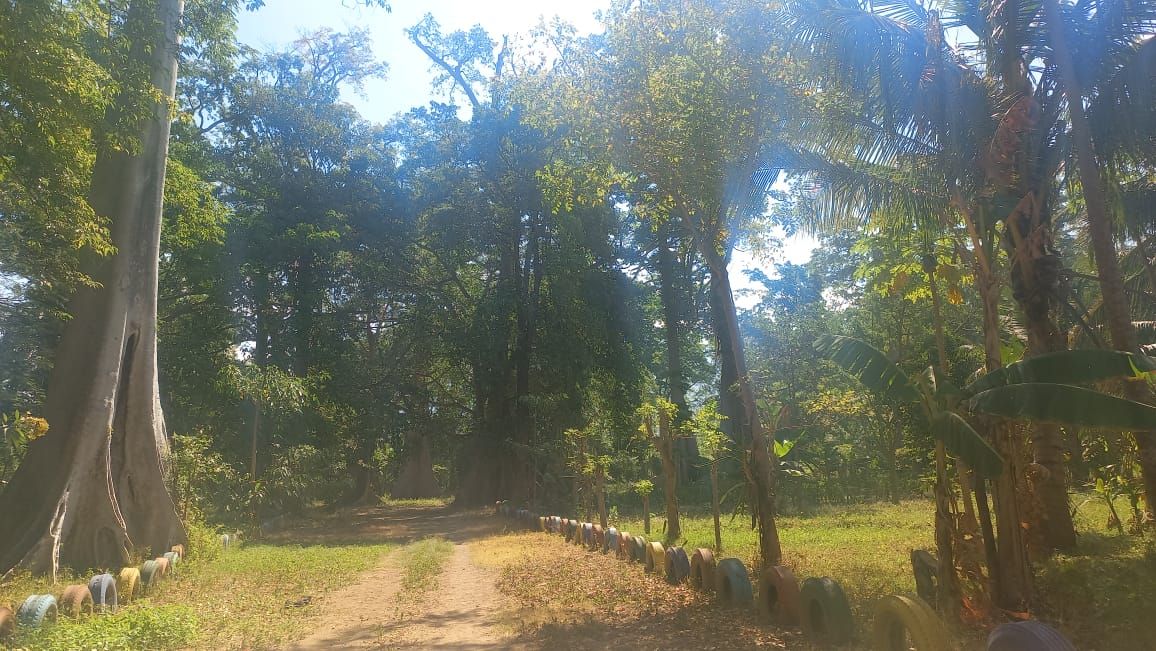 KEUNIKAN POHON PURBA LOMBOK TIMUR
