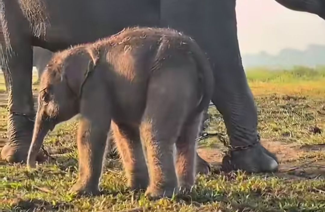 Anak Gajah Sumatera Lahir di Way Kambas, Jadi Kado Istimewa di Hari Kemerdekaan